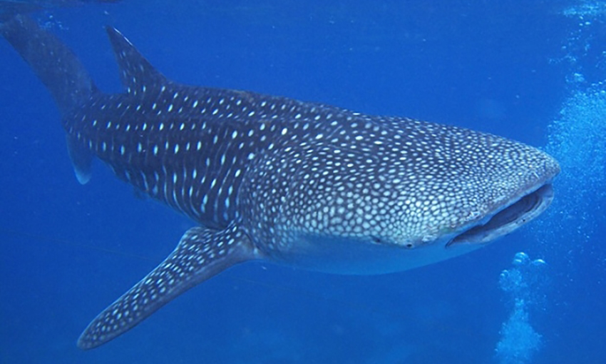 国際開発株式会社