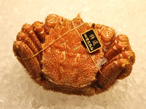 ⑯カニ・ホタテ（ぎょれん・北海道きたれん ほか）