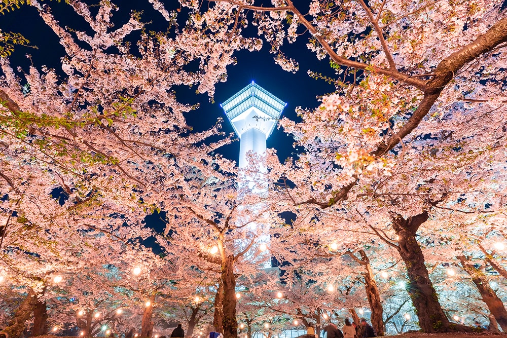 入選『満天の夜桜』